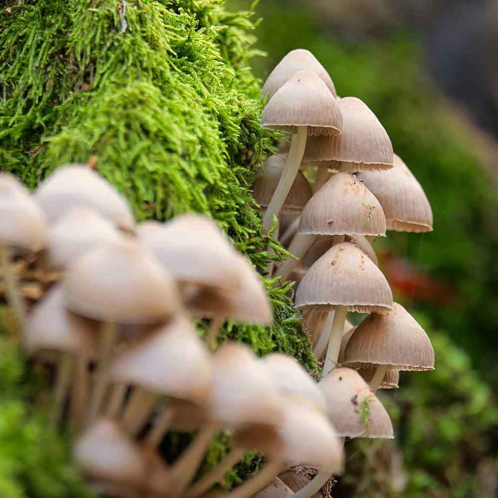 Champignons sur de la mousse