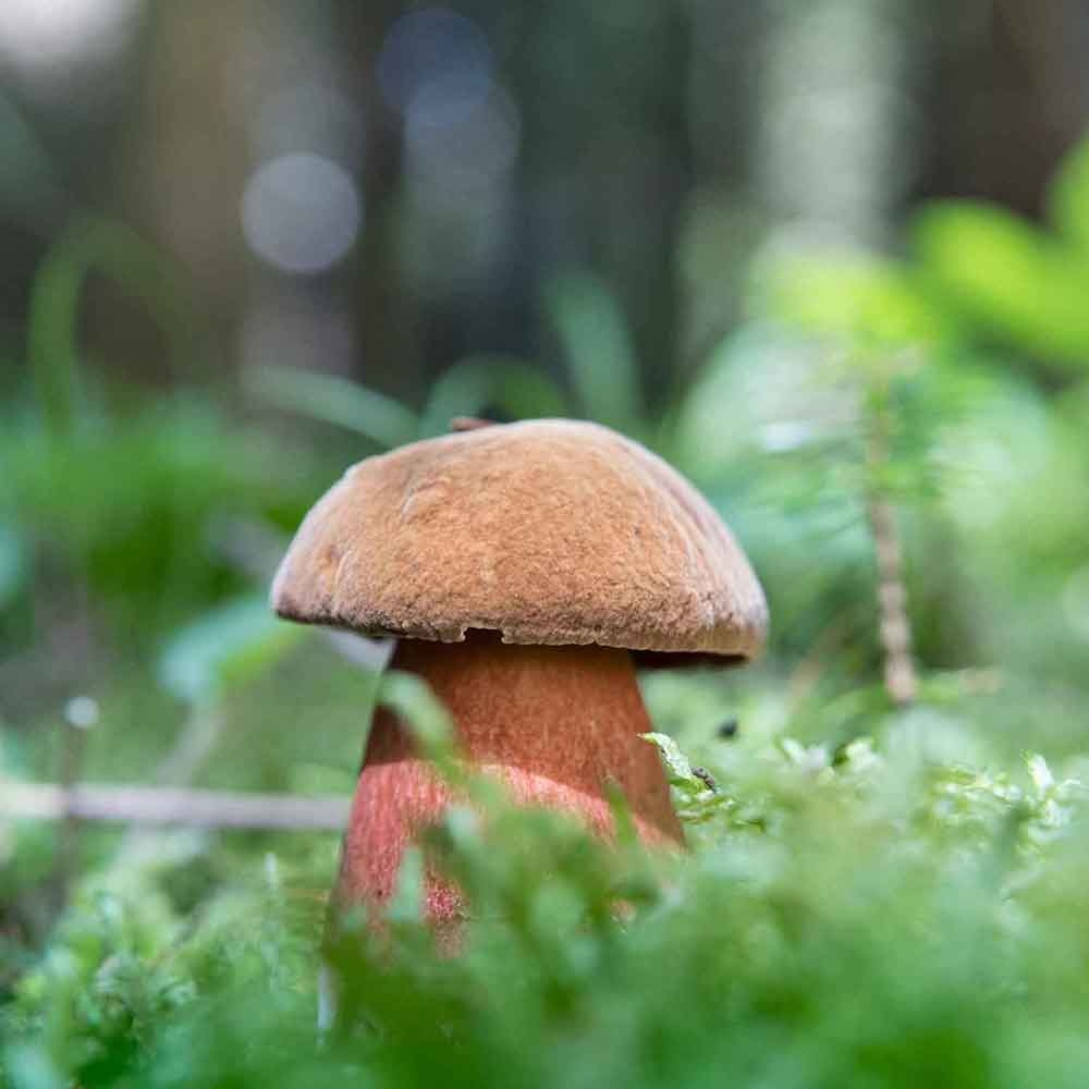 Champignon par terre