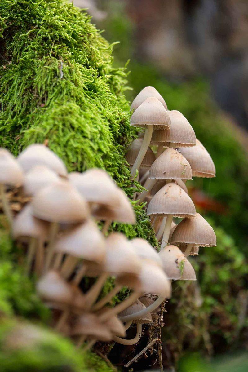 Initiation à la mycologie