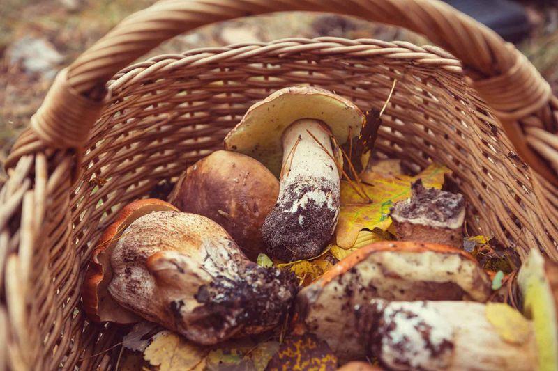 Initiation à la mycologie 0