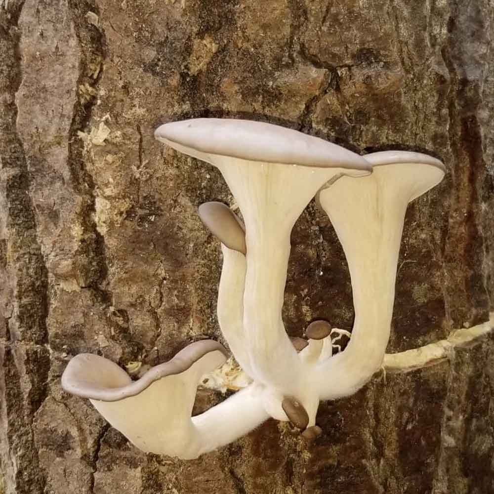 Champignons sur un arbre